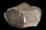 Polished Dinosaur Bone (Gembone) Section - Colorado #96440-1
